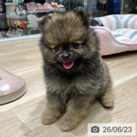ポメラニアンの写真
