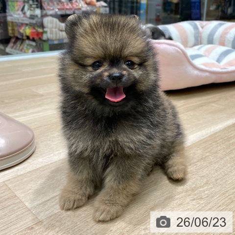 ポメラニアンの写真