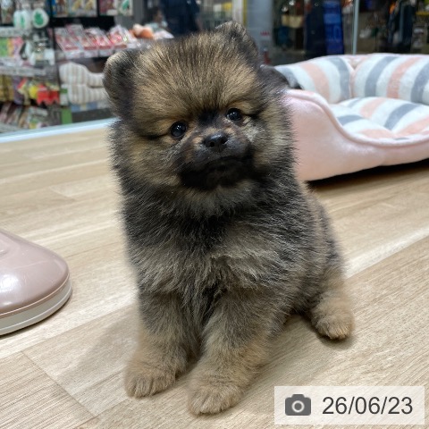 ポメラニアンの写真
