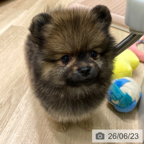 ポメラニアンの写真