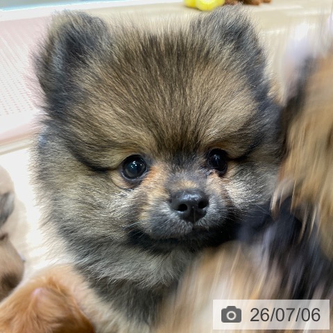 愛知県のポメラニアン (ペットプラス 則武新町店/2026年4月22日生まれ/男の子/オレンジ)の子犬の4枚目の画像