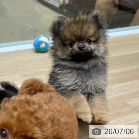 愛知県のポメラニアン (ペットプラス 則武新町店/2026年4月22日生まれ/男の子/オレンジ)の子犬の3枚目の画像