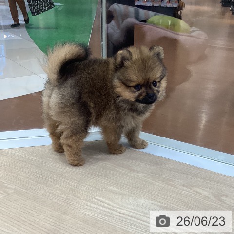 愛知県のポメラニアン (ペットプラス イオンモール長久手店/2026年4月22日生まれ/女の子/オレンジ)の子犬の4枚目の画像