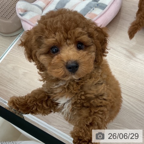 福井県のトイプードル(トイ) (ペットプラス 福井店/2026年4月17日生まれ/男の子/レッド)の子犬の4枚目の画像