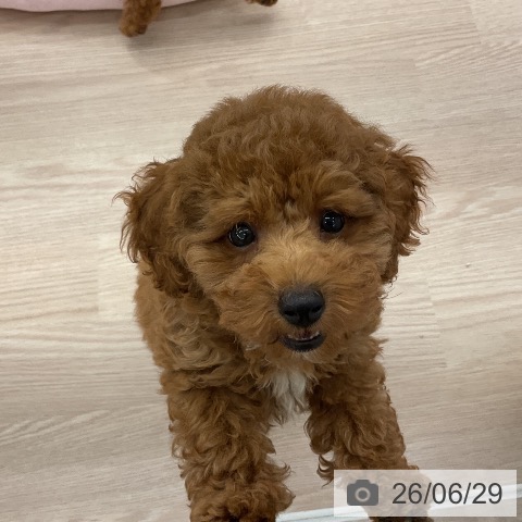 福井県のトイプードル(トイ) (ペットプラス 福井店/2026年4月17日生まれ/男の子/レッド)の子犬の3枚目の画像
