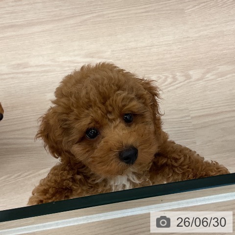 福井県のトイプードル(トイ) (ペットプラス 福井店/2026年4月17日生まれ/男の子/レッド)の子犬の4枚目の画像