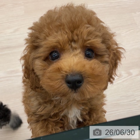 福井県のトイプードル(トイ) (ペットプラス 福井店/2026年4月17日生まれ/男の子/レッド)の子犬の3枚目の画像