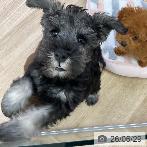愛知県のミニチュアシュナウザー (ペットプラス mozoワンダーシティ店/2026年4月22日生まれ/女の子/ソルトペッパー)の子犬の3枚目の画像