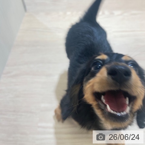 ミニチュア・ダックスフンドの写真