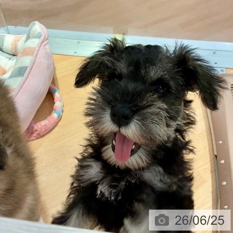 愛知県のミニチュアシュナウザー (ペットプラス 名古屋茶屋店/2026年4月20日生まれ/女の子/ソルトペッパー)の子犬の4枚目の画像