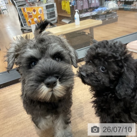 愛知県のミニチュアシュナウザー (ペッツワン 東海店/2026年4月20日生まれ/男の子/ソルトペッパー)の子犬の3枚目の画像