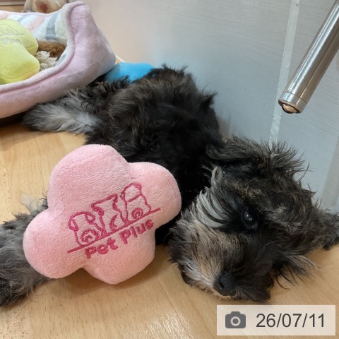 石川県のミニチュアシュナウザー (ペットプラス 新小松店/2026年4月20日生まれ/女の子/ソルトペッパー)の子犬の3枚目の画像