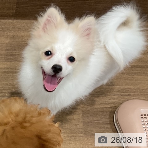 ポメラニアンの写真