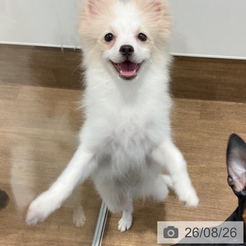 ポメラニアンの写真