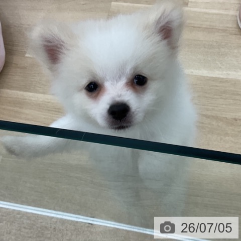 愛知県のポメラニアン (ペットプラス みなと店/2026年4月21日生まれ/男の子/クリーム)の子犬の3枚目の画像