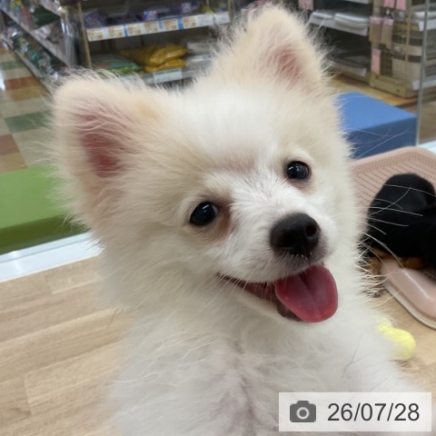 愛知県のポメラニアン (ペットプラス みなと店/2026年4月21日生まれ/男の子/クリーム)の子犬の4枚目の画像