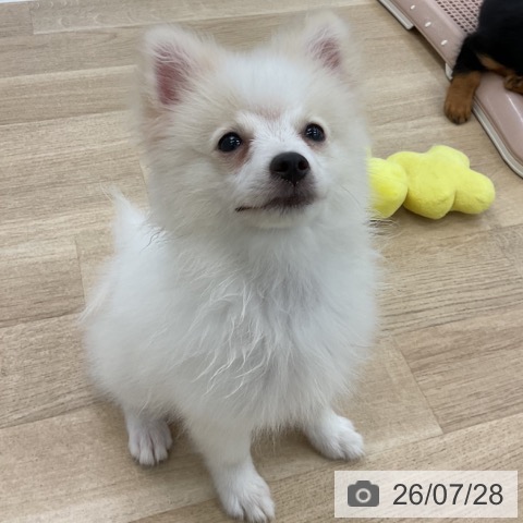 愛知県のポメラニアン (ペットプラス みなと店/2026年4月21日生まれ/男の子/クリーム)の子犬の3枚目の画像