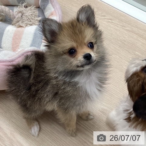 石川県のポメラニアン (ペットプラス 白山店/2026年4月21日生まれ/男の子/オレンジ)の子犬の4枚目の画像