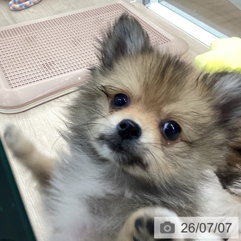 石川県のポメラニアン (ペットプラス 白山店/2026年4月21日生まれ/男の子/オレンジ)の子犬の3枚目の画像
