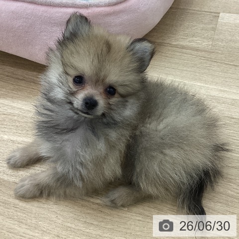 愛知県のポメラニアン (ペットプラス 千音寺店/2026年4月21日生まれ/男の子/オレンジ)の子犬の4枚目の画像