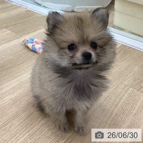 愛知県のポメラニアン (ペットプラス 千音寺店/2026年4月21日生まれ/男の子/オレンジ)の子犬の3枚目の画像