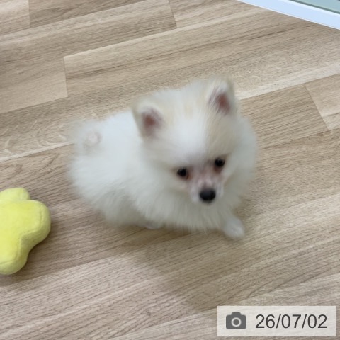 福島県のポメラニアン (ペットプラス 福島店/2026年4月21日生まれ/男の子/クリーム)の子犬の4枚目の画像