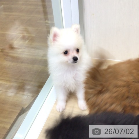 福島県のポメラニアン (ペットプラス 福島店/2026年4月21日生まれ/男の子/クリーム)の子犬の3枚目の画像