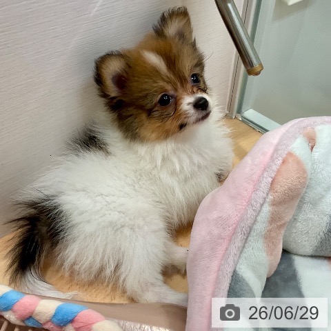 愛知県のポメラニアン (ペットプラス 名古屋茶屋店/2026年4月21日生まれ/女の子/パーティーカラー)の子犬の4枚目の画像