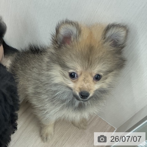 福井県のポメラニアン (ペットプラス 福井店/2026年4月21日生まれ/女の子/オレンジ)の子犬の4枚目の画像