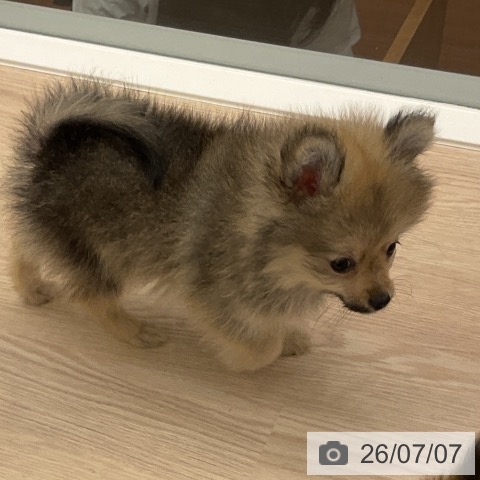 福井県のポメラニアン (ペットプラス 福井店/2026年4月21日生まれ/女の子/オレンジ)の子犬の3枚目の画像