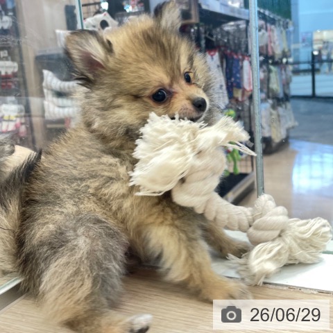 富山県のポメラニアン (ペットプラス 高岡店/2026年4月21日生まれ/女の子/オレンジ)の子犬の4枚目の画像