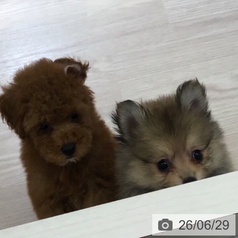 富山県のポメラニアン (ペットプラス 高岡店/2026年4月21日生まれ/女の子/オレンジ)の子犬の3枚目の画像