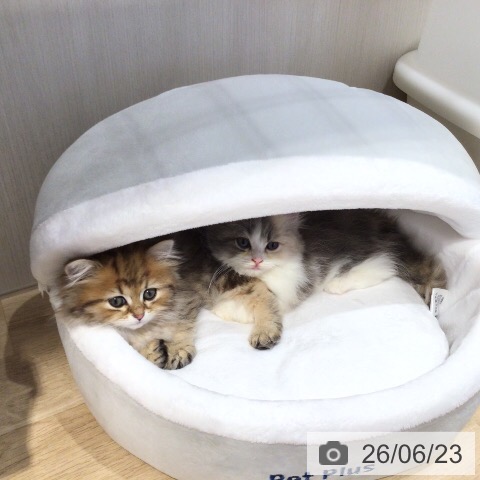 岐阜県のミヌエット (ペットプラス 各務原店/2026年4月20日生まれ/女の子/ブルーパッチドタビーホワイト)の子猫の4枚目の画像