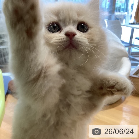 ラガマフィンの写真