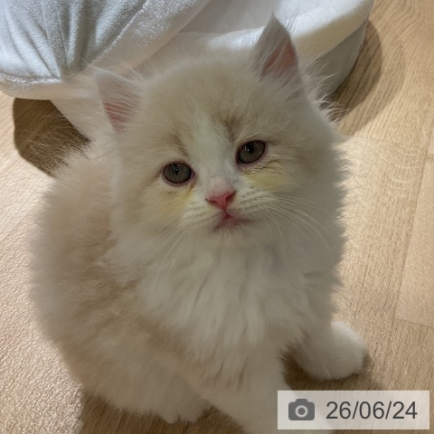 愛知県のラガマフィン (ペットプラス イオンモール豊川店/2026年4月22日生まれ/女の子/クリームタビーホワイト)の子猫の3枚目の画像