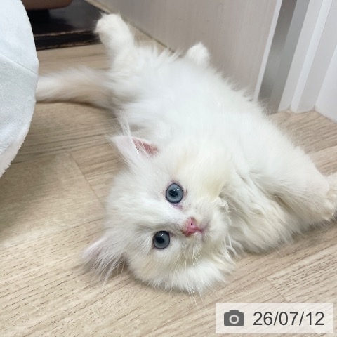 愛知県のミヌエット (ペットプラス イオンモール長久手店/2026年4月23日生まれ/男の子/レッドタビーホワイト)の子猫の4枚目の画像