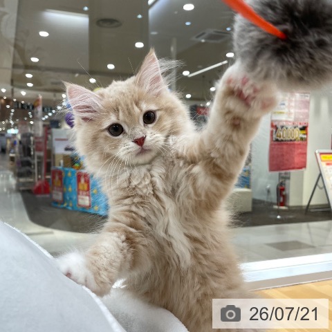愛知県のサイベリアン (ペットプラス 豊田店/2026年4月20日生まれ/男の子/クリームタビーホワイト)の子猫の4枚目の画像
