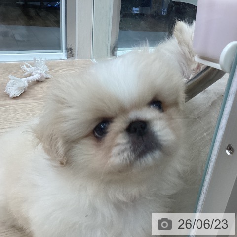 ペキニーズの写真