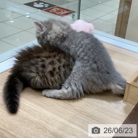 サイベリアンの写真