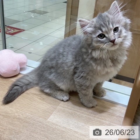 サイベリアンの写真