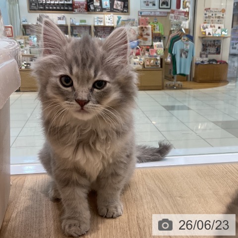 サイベリアンの写真