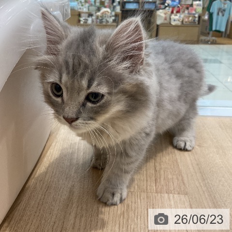 サイベリアンの写真