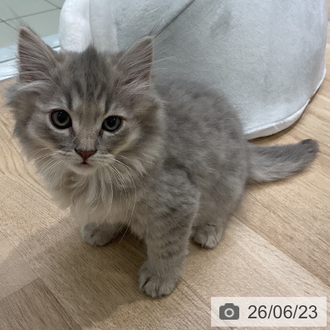 サイベリアンの写真