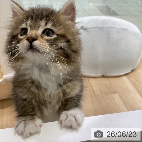 ノルウェージャンフォレストキャットの写真