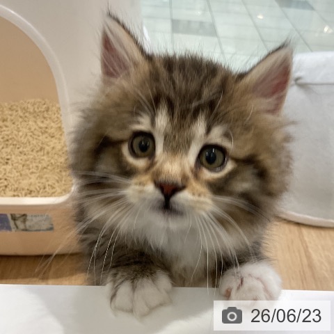 ノルウェージャンフォレストキャットの写真