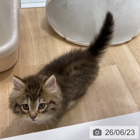 ノルウェージャンフォレストキャットの写真