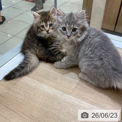 ノルウェージャンフォレストキャットの写真