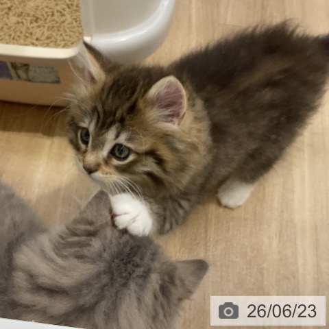 ノルウェージャンフォレストキャットの写真