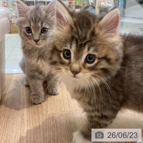 ノルウェージャンフォレストキャットの写真