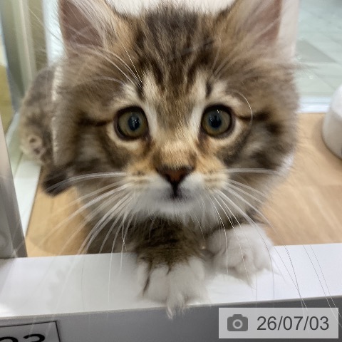 愛知県のノルウェージャンフォレストキャット (ペットプラス ナゴヤドーム前店/2026年4月22日生まれ/女の子/ブラウンタビーホワイト)の子猫の3枚目の画像